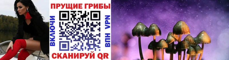 Псилоцибиновые грибы Cubensis  Гусев 